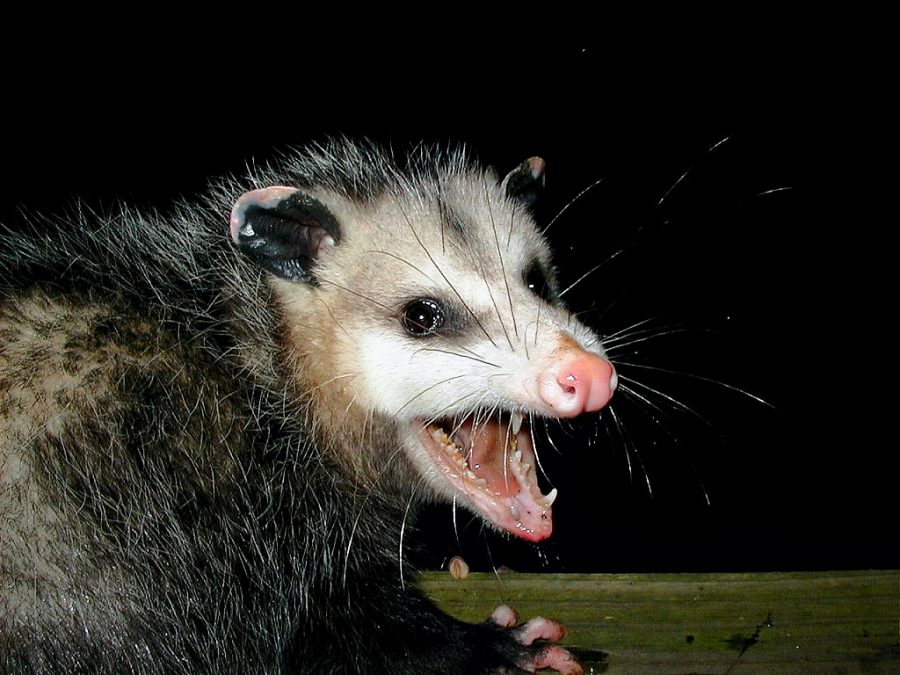 There’s a Possum in the House Ramblings….